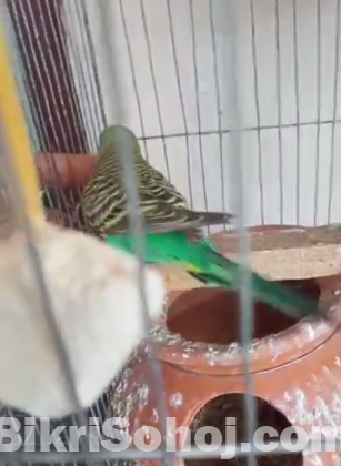 Budgerigar Master Pair